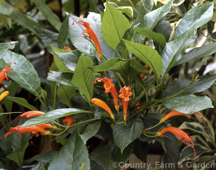 <a href='gesneriaceae-plant-family-photoshtml'>Gesneriaceae</a>
