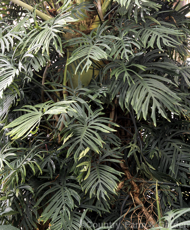 Fruit. Salad Plant (<i>Monstera deliciosa</i>). The flowers of this vigorous. Central American climbing aroid, widely grown as a house plant, develop into 30cm, fruits. monstera-3155htm'>Monstera.