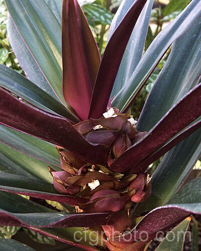 Cradle. Lily, Boat. Lily or Moses-in-his-Cradle (<i>Tradescantia spathacea [Rhoeo spathacea]), a perennial native to Mexico and Central America. Usually grown as a house plant, it will tolerate light frosts. tradescantia-3363htm'>Tradescantia. <a href='commelinaceae-plant-family-photoshtml'>Commelinaceae</a>.