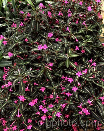 Monkey Plant or Trailing Velvet Plant (<i>Ruellia makoyana</i>), a spreading perennial from Brazil that is usually grown as a house or terrarium plant. ruellia-3266htm'>Ruellia.