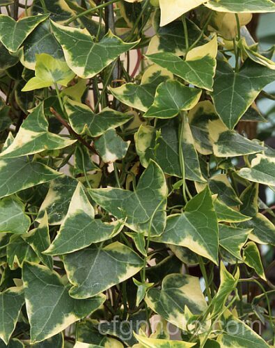 Variegated Natal. Ivy or Wax Vine (<i>Senecio macroglossus 'Variegatus'), a twining evergreen perennial that grows to around 2m tall Grown in subtropical or tropical gardens, it is more often seen as a house plant. senecio-3303htm'>Senecio.