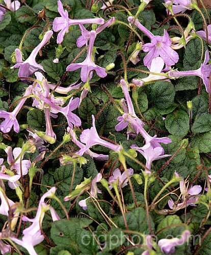 Sinningia pusilla, a low, spreading, Brazilian gesneriad with tiny, hairy, moss-green leaves and masses small, light purple, tubular flowers up to 25mm long. sinningia-3310htm'>Sinningia.
