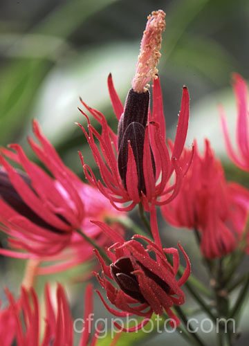 Pavonia x gledhillii 'Rosea', a 2m tall hybrid with unusually shaped flowers raised from two. Brazilian species: Pavonia makoyana and Pavonia multiflora. pavonia-2731htm'>Pavonia.