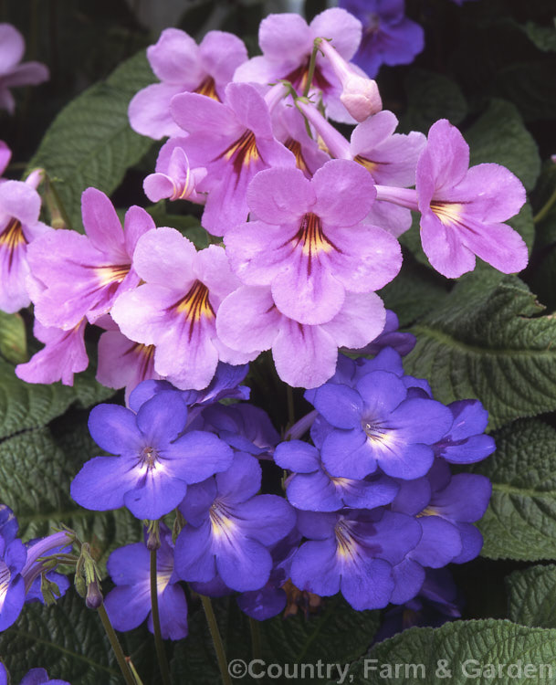 Cape Primrose hybrids (<i>Streptocarpus x hybridus</i>). These African Violet relatives are used as house plants or grown in gardens in mild, frost-free climates. Order: Lamiales, Family: Gesneriaceae