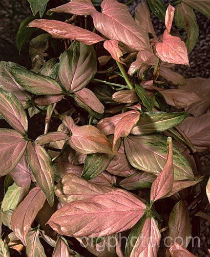 Syngonium 'Maya. Red', a compact, semi-climbing cultivar or hybrid with pale green leaves that are heavily tinted with pinkish-red, especially when young