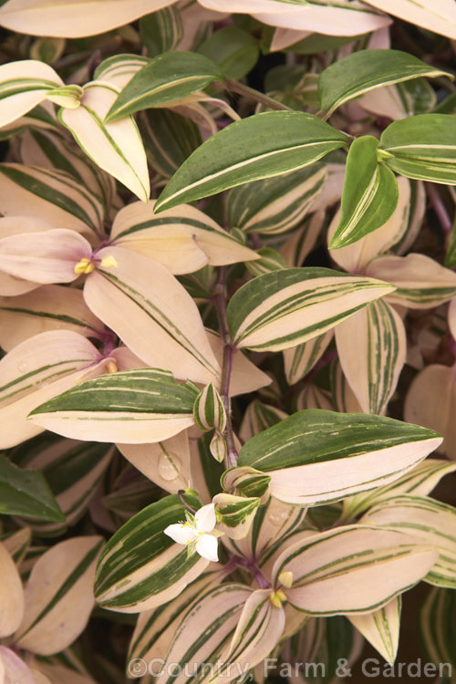 Tradescantia fluminensis 'Variegata', a cream and pink variegated cultivar of low, spreading, white-flowered, evergreen perennial native to southeastern Brazil. Most often cultivated as a house plant, it can be invasive in subtropical and tropical gardens. tradescantia-3363htm'>Tradescantia. <a href='commelinaceae-plant-family-photoshtml'>Commelinaceae</a>.