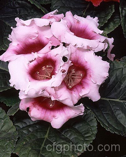 Florists'. Gloxinia (<i>Sinningia speciosa cultivar</i>). Originally from Brazil, there are now countless cultivars and seedling strains of these widely grown house-plants. sinningia-3310htm'>Sinningia.