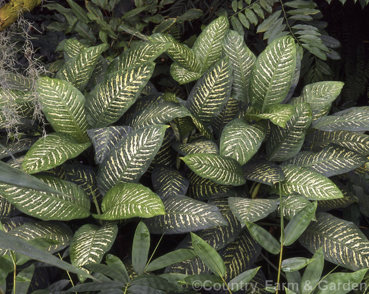 Variegated Dumb. Cane (<i>Dieffenbachia seguine</i>). This cultivar, one of many of this Central and northern South American evergreen cane-stemmed perennial, has white-blotched leaves up to 25cm long. dieffenbachia-2146htm'>Dieffenbachia.