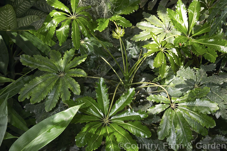 The adult foliage of the Threadleaf. False Aralia (<i>Schefflera veitchii [syn. Dizygotheca veitchii]), which in its lacy-leafed juvenile form is a popular house-plant. It is a native of New Caledonia and develops into a tree up to 12m tall schefflera-2489htm'>Schefflera. Order: Apiales, Family: Araliaceae