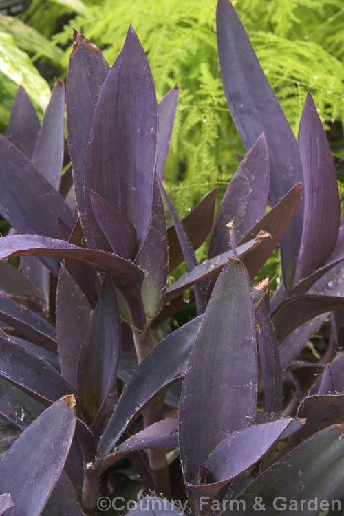 Tradescantia pallida (syn. Setcreasea purpurea</i>) 'Purple Heart', a purple-leafed cultivar of an evergreen perennial native to eastern Mexico. Small, lighter centered pink flowers appear in summer. tradescantia-3363htm'>Tradescantia. <a href='commelinaceae-plant-family-photoshtml'>Commelinaceae</a>.