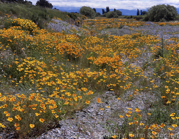 California. Poppy (<i>Eschscholzia californica</i>) growing wild in a stony riverbed. This annual to perennial species from the western United States often grows in gravelly soils and frequently naturalises in gardens. eschscholzia-2245htm'>Eschscholzia.