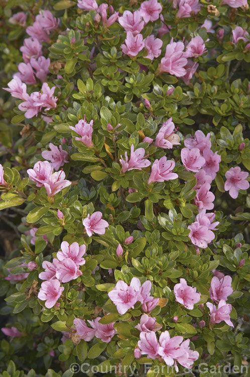 Rhododendron (evergreen azalea</i>) 'Kirin' (syn 'Coral Bells'), a very popular early-flowering. Kurume evergreen azalea with hose-in-hose flowers. One of the famous group of 1919 introductions by EH. Wilson know as Wilson's Fifty. It was number 22 of the 50 and has been among the most widely grown azaleas ever since