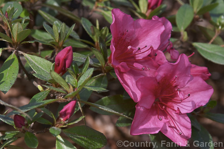 Rhododendron (evergreen azalea</i>) 'Nico', single, early to midseason, deep purplish red flowers en-masse. A useful hardy low growing cultivarIts parentage is unknown but its hardiness, flower and foliage colour indicate that it is a Kaempferi 60 cm high × 80 cm wide