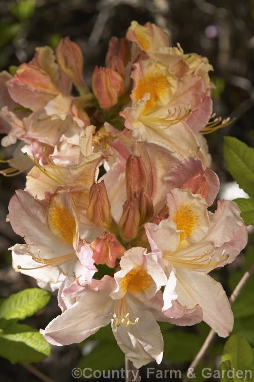 Rhododendron (deciduous azalea</i>) 'Mimosa', a hybrid of uncertain origin — probably New Zealand -raised