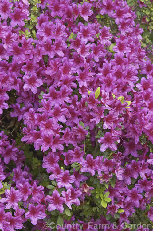 Rhododendron (evergreen azalea</i>) 'Purple Glitters' (syn 'Nuccio's Purple Glitters'), a 'Hino. Crimson' x 'Laughing. Water' hybrid by Nuccio of California