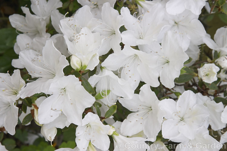 Rhododendron (evergreen azalea</i>) 'Alba. Magnifica', an old Belgian Indica hybrid Now found mainly in Australia and New Zealand It has quite an upright growth habit