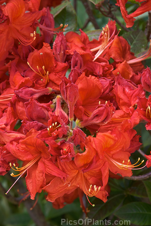<i>Rhododendron</i> (deciduous azalea</i>) 'Forest Fire', a hybrid of uncertain origin - probably New Zealand-raised Not to be confused with the evergreen azalea of the same name. Order: Ericales, Family: Ericaceae