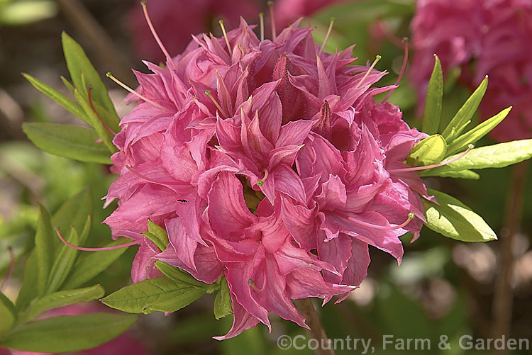 Rhododendron (deciduous azalea</i>) 'Homebush', a Knap. Hill hybrid raised by Waterer of England and introduced by Slocock in the mid-1920s. It has small semi-double flowers