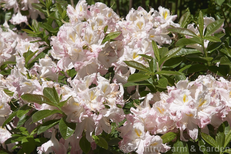 Rhododendron (deciduous azalea</i>) 'Ho'o', a deciduous azalea of uncertain origins, not to be confused with the Kurume hybrid of the same name