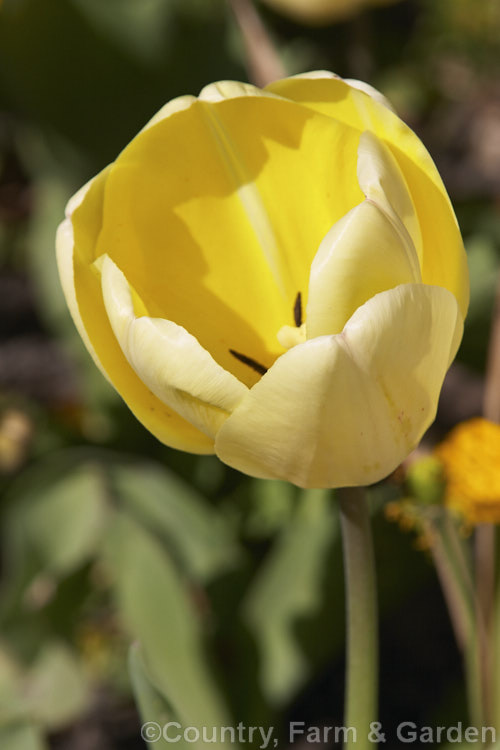 Tulipa 'Ivory. Floradale' (<i>Category 4 x Darwin</i>), a large-flowered tulip with a cream to pale yellow exterior and brighter interior. Order: Liliales, Family: Liliaceae