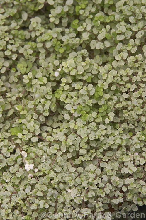 Silver Baby's Tears (<i>Soleirolia soleirolii 'Variegata' [syns 'Argentea', 'Silver Queen']), one of the many cultivars of a creeping perennial native to the islands of the western Mediterranean. A popular house and outdoor plant. soleirolia-3318htm'>Soleirolia. <a href='urticaceae-plant-family-photoshtml'>Urticaceae</a>.