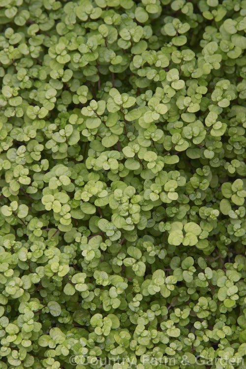 Gold Baby's Tears (<i>Soleirolia soleirolii 'Aurea' [syn 'Golden Queen']), one of the many cultivars of a creeping perennial native to the islands of the western Mediterranean. A popular house and outdoor plant. soleirolia-3318htm'>Soleirolia. <a href='urticaceae-plant-family-photoshtml'>Urticaceae</a>.