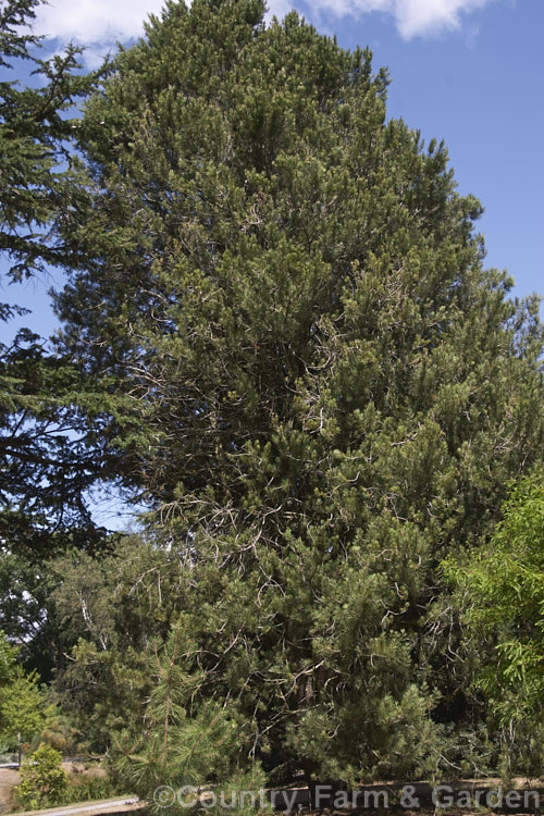 Chilgoza. Pine (<i>Pinus gerardiana</i>), a round-headed, often rather shrubby pine found in the northwestern Himalayas of Afghanistan, Pakistan and Kashmir It eventually grows to over 20m tall Order: Pinales, Family: Pinaceae