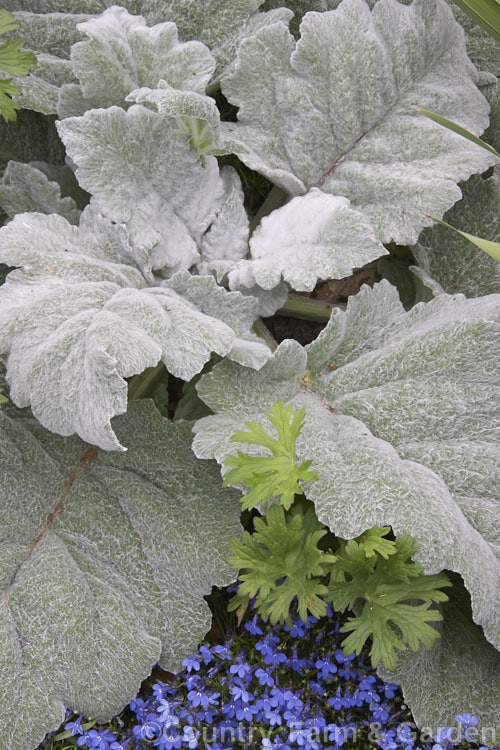 Silver Leaved Sage (<i>Salvia argentea</i>), a biennial or short-lived perennial native to the Mediterranean region. It is more notable for its large, very densely hairy silver-grey leaves than for its heads of small, short-lived white and mauve-blue flowers. Order: Lamiales, Family: Lamiaceae