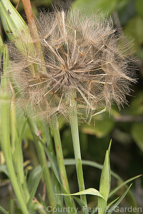 The dandelion-like seedhead of Salsify or Vegetable Oyster (<i>Tragopogon porrifolius</i>), a Mediterranean biennial sometimes grown for its edible parsnip-like root. The flowers open in the morning and close by midday. tragopogon-3364htm'>Tragopogon.