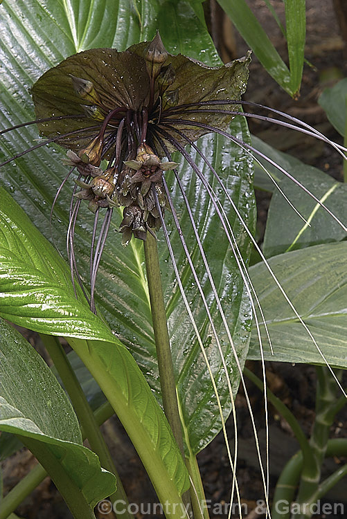 <a href='dioscoreaceae-plant-family-photoshtml'>Dioscoreaceae</a>