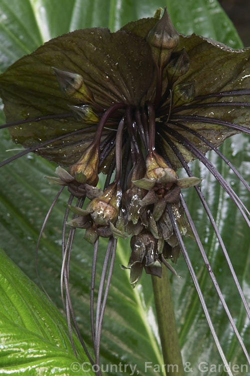 <a href='dioscoreaceae-plant-family-photoshtml'>Dioscoreaceae</a>
