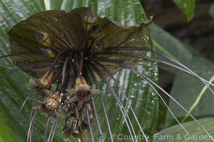 <a href='dioscoreaceae-plant-family-photoshtml'>Dioscoreaceae</a>