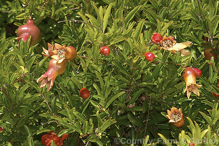 Pomegranate (<i>Punica granatum</i>) with developing fruit. This summer- and autumn-flowering 2 x 6m tall deciduous shrub or small tree is found from the western Mediterranean to the Himalayas. The fruit needs warm summers to set well and mature to full ripeness. punica-2768htm'>Punica. <a href='lythraceae-plant-family-photoshtml'>Lythraceae</a>.
