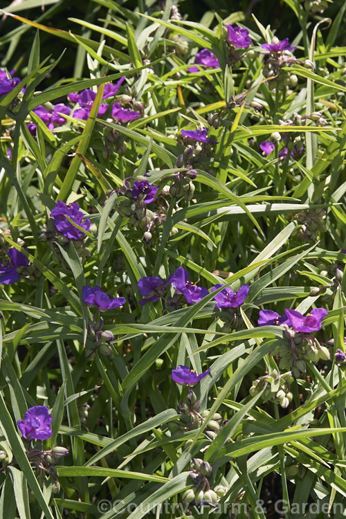 Tradescantia virginiana 'Repanda', a 30-50cm tall, purple-blue-flowered cultivar which although classified under. Tradescantia virginiana is actually one of a group of hybrids derived from several closely related. North American species. tradescantia-3363htm'>Tradescantia. <a href='commelinaceae-plant-family-photoshtml'>Commelinaceae</a>.