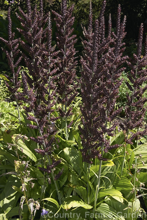 Veratrum nigrum, a summer-flowering rhizomatous perennial of the lily family found from southern Europe through temperate Asia to Siberia and Korea. The flowers have an unpleasant smell that attracts pollinating flies. veratrum-3384htm'>Veratrum. <a href='melanthiaceae-plant-family-photoshtml'>Melanthiaceae</a>.