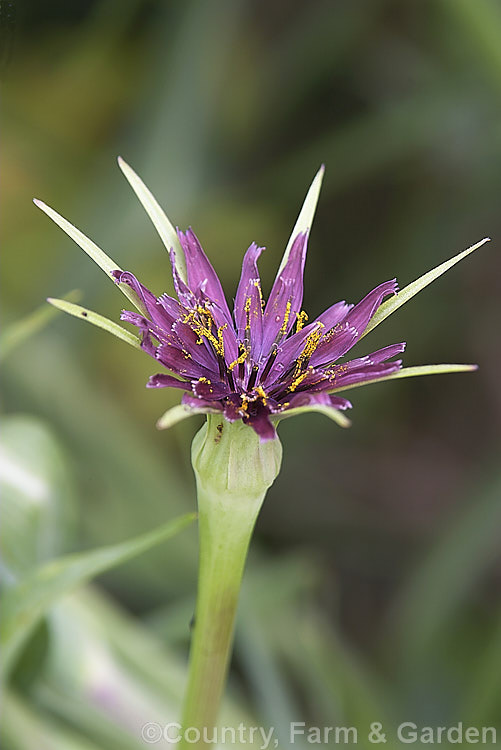 Salsify or Vegetable Oyster (<i>Tragopogon porrifolius</i>), a Mediterranean biennial sometimes grown for its edible parsnip-like root. The flowers open in the morning and close by midday. tragopogon-3364htm'>Tragopogon.