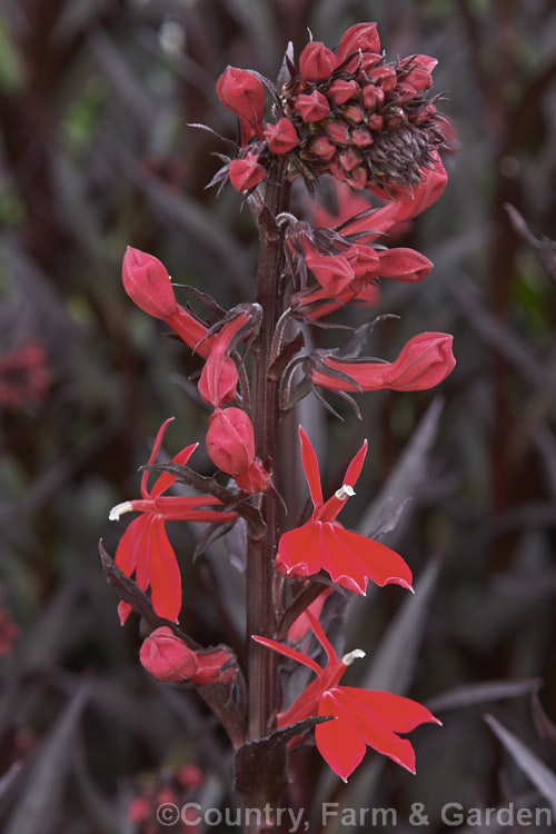 Lobelia x speciosa 'Queen Victoria', this striking deep red-flowered and red-leaved, late summer-flowering perennial is one of several hybrids between Lobelia cardinalis, Lobelia fulgens and Lobelia siphilitica. lobelia-2174htm'>Lobelia. <a href='campanulaceae-plant-family-photoshtml'>Campanulaceae</a>.