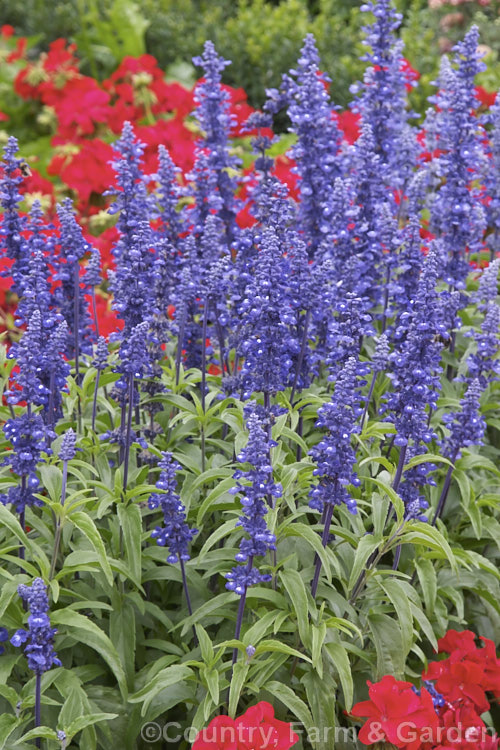 Dark blue-flowered Mealy Sage (<i>Salvia farinacea 'Victoria'), a cultivar of a southern North American perennial that is often used as a summer bedding plant. Order: Lamiales, Family: Lamiaceae