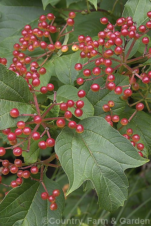Cranberry. Viburnum or Highbush. Cranberry (<i>Viburnum trilobum</i>), a 3m tall deciduous. North American shrub. The fruit, which despite the common name is not the edible cranberry, follows flat-topped heads of white flowers. viburnum-2081htm'>Viburnum.. viburnum-2081htm'>Viburnum. <a href='adoxaceae-plant-family-photoshtml'>Adoxaceae</a>.