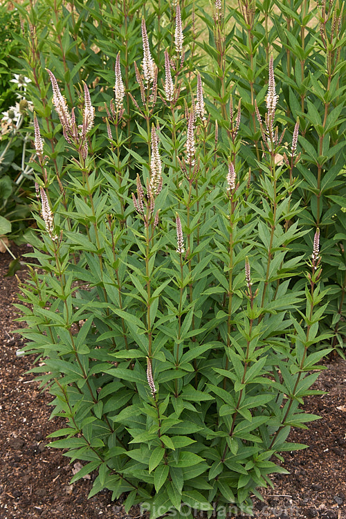<i>Veronica longifolia</i> 'Rosea', a deep pink-flowered cultivar of the Long-leaved Speedwell, a summer-blooming perennial found over much of Europe and naturalised in northeastern North America. It can grow to 1.2m tall in flower and has a similar spread. There are many garden cultivars in a range of sizes and flower colours. Order: Lamiales, Family: Plantaginaceae