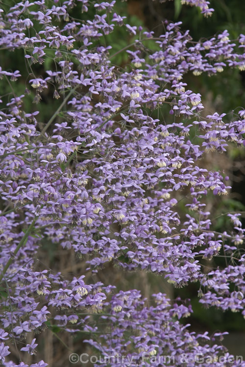 Thalictrum delavayi (syn. Thalictrum dipterocarpum</i>), a summer-flowering herbaceous perennial from western China and eastern Tibet. It has aquilegia-like foliage, a light, airy habit and can grow to around 18m tall thalictrum-2040htm'>Thalictrum.
