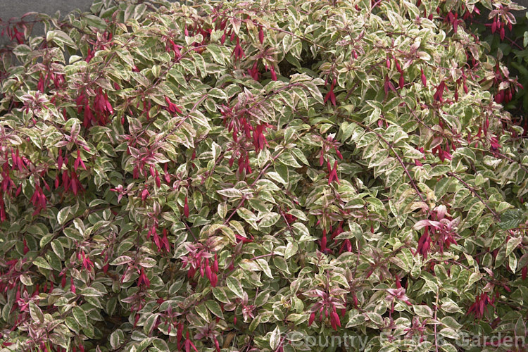 Fuchsia 'Sunray', a bushy, upright, heavy-flowering, variegated foliaged, single-flowered cultivar that arose in England sometime around 1870, possibly as a sport of the Lemoine cultivar 'Tardif'. fuchsiashtml'>Fuchsia. <a href='onagraceae-plant-family-photoshtml'>Onagraceae</a>.