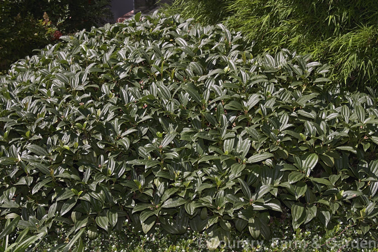 Viburnum davidii, a 30cm-15m high, evergreen shrub native to western China. It produces showy metallic blue fruit but they only develop well if the heads of small, creamy white flowers are cross-pollinated. viburnum-2081htm'>Viburnum.. viburnum-2081htm'>Viburnum. <a href='adoxaceae-plant-family-photoshtml'>Adoxaceae</a>.