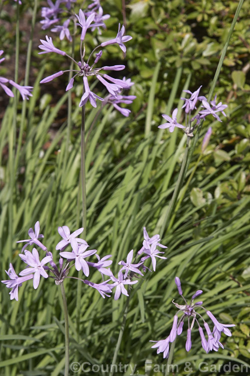 Wild Garlic or Society. Garlic (<i>Tulbaghia violacea</i>), a late summer-flowering South African bulb with flower stems to 60cm high that emit a garlic odour when cut or crushed. tulbaghia-3377htm'>Tulbaghia.