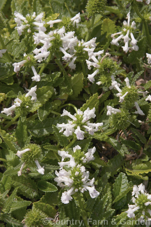 Stachys officinalis 'Alba', a white-flowered form of Bishop's Wort or Betony, a 1m high summer-flowering Eurasian perennial herb sometimes used medicinally