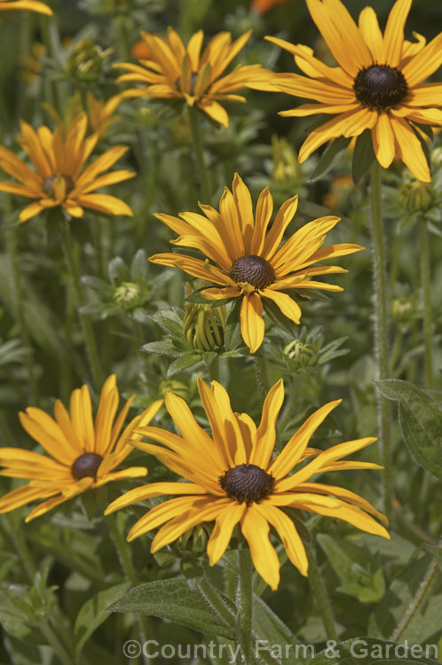 Rudbeckia fulgida var. deamii, a 60cm high, simple, single-flowered cultivar of a 1m tall, summer- to autumn-flowering perennial from the eastern United States. rudbeckia-2220htm'>Rudbeckia.