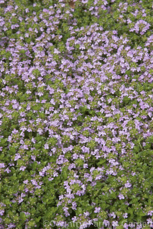 Caraway. Thyme (<i>Thymus herba-barona</i>), a 10-25cm high spreading subshrub native to Corsica and Sardinia. Its foliage has culinary uses and is available in several 'flavours'. Order: Lamiales, Family: Lamiaceae