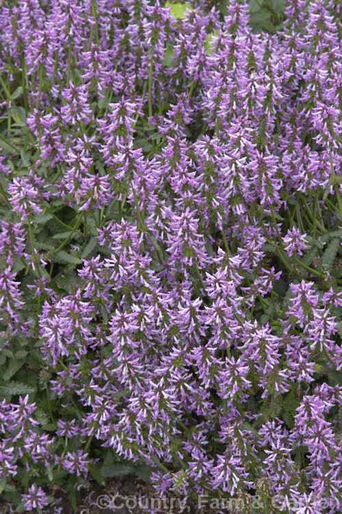 Bishop's Wort or Betony (<i>Stachys officinalis [syn. Betonica officinalis]), a 1m high summer-flowering Eurasian perennial herb. Sometimes used medicinally