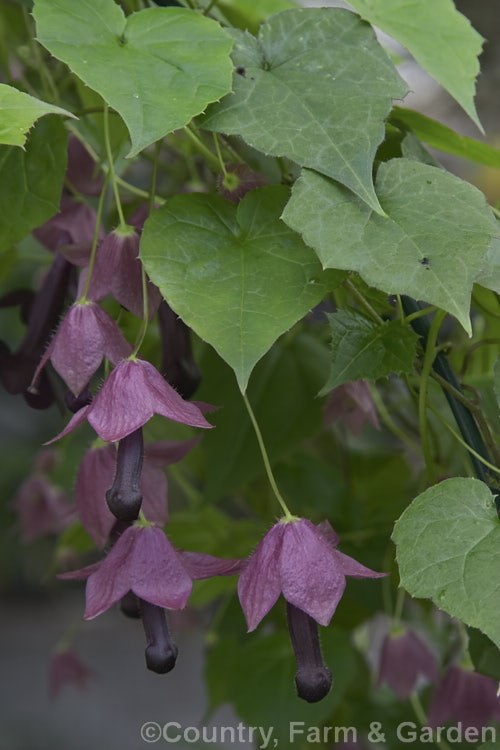 Purple Bells (<i>Rhodochiton atrosanguineum [syn. Lophospermum atrosanguineum]), a twining perennial climber native to Brazil. Its unusually shaped flowers appear mainly in summer. Popular indoors and may be grown outdoors in mild, frost-free areas