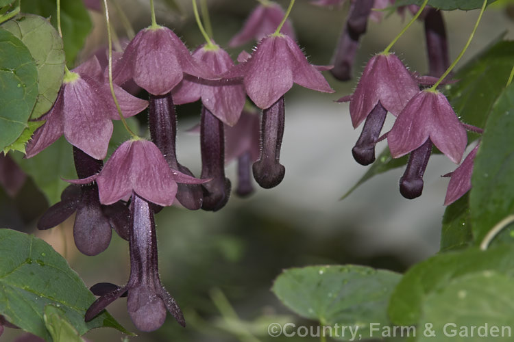 Purple Bells (<i>Rhodochiton atrosanguineum [syn. Lophospermum atrosanguineum]), a twining perennial climber native to Brazil. Its unusually shaped flowers appear mainly in summer. Popular indoors and may be grown outdoors in mild, frost-free areas
